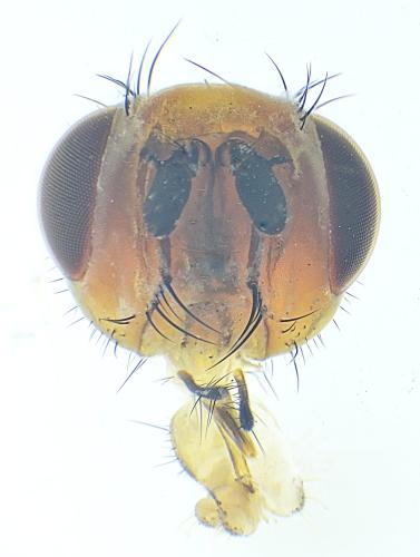 Pegomya sp.